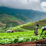 부룬디 기아 문제 - A rural Burundi farming scene showing small-scale farmers working on terraced hillsides under a clou...